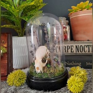 Real Mink Skull & Amethyst Cloche Oddity